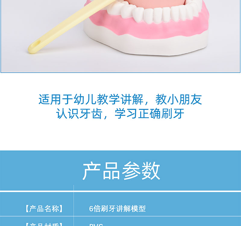 亞馬遜牙齒模型 趣味教學(xué)用品，助力幼兒口腔健康護(hù)理